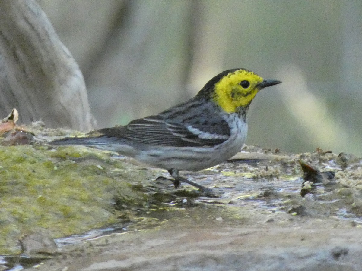 Hermit Warbler - ML618859381