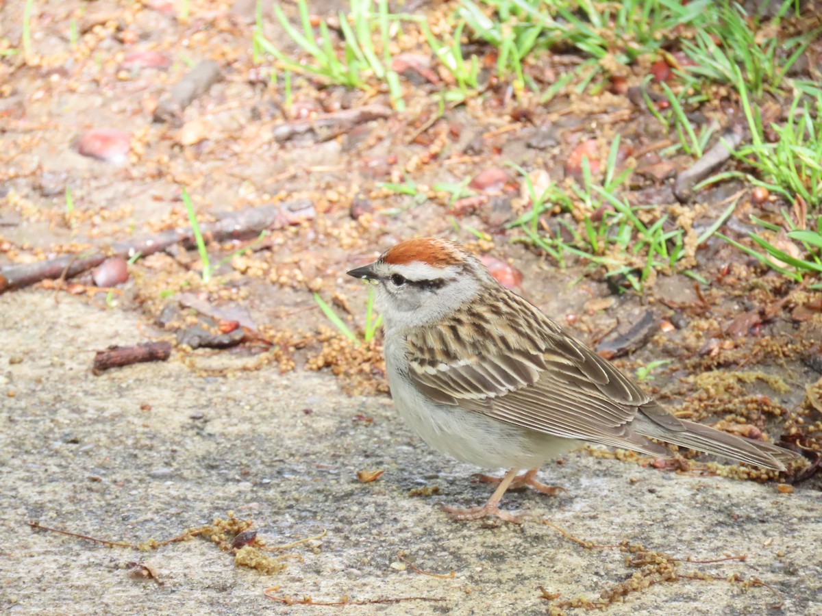 Chipping Sparrow - Samuel Heilman