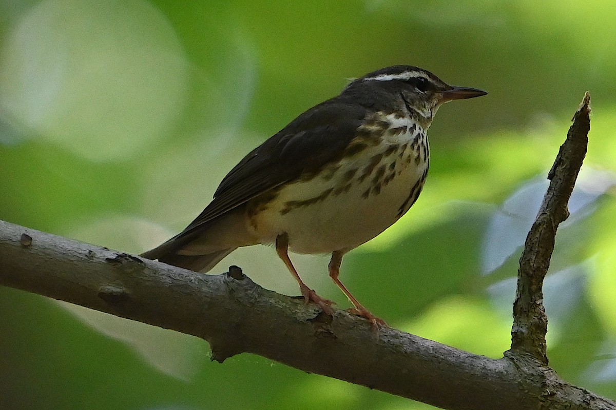 Louisiana Waterthrush - Chad Ludwig