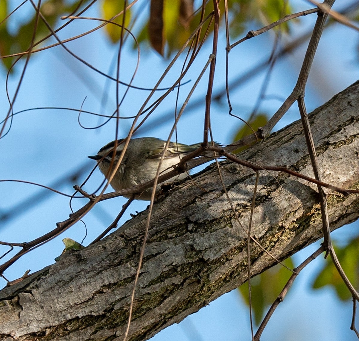 Golden-crowned Kinglet - Marcus Müller