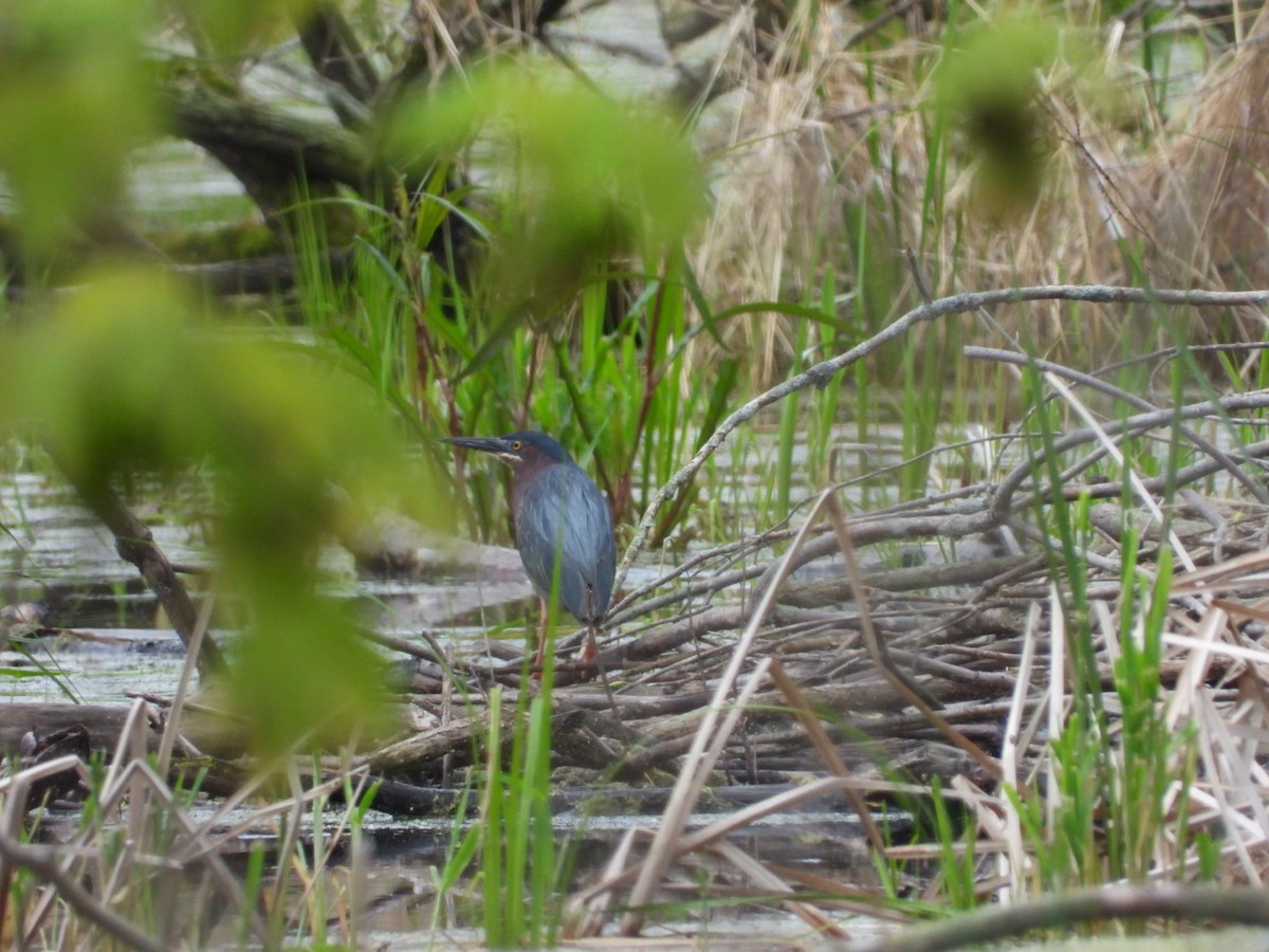 Green Heron - Pauline DesRosiers 🦉