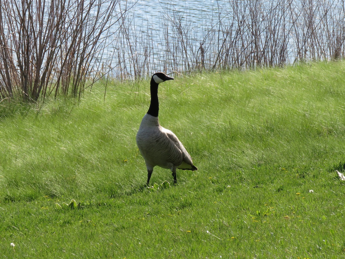 Canada Goose - ML618859401