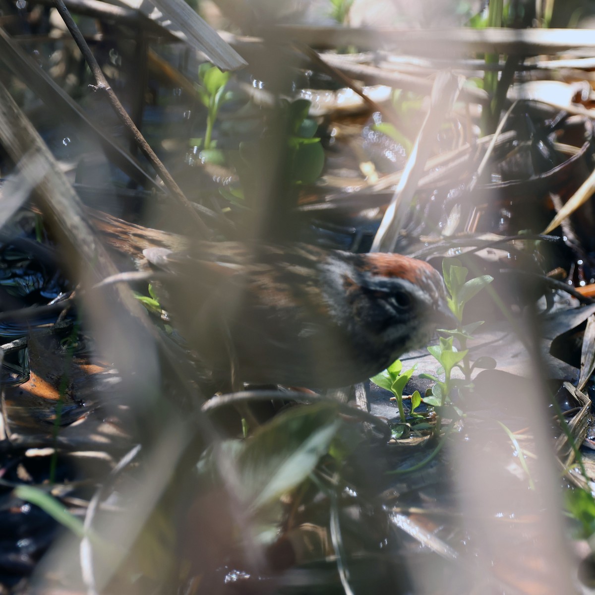 Swamp Sparrow - Michael Murray