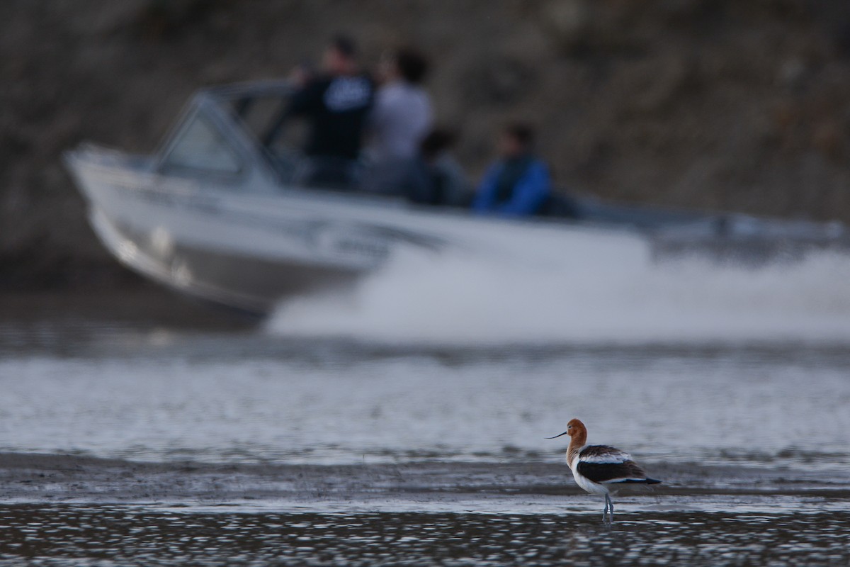 Avocette d'Amérique - ML618859432