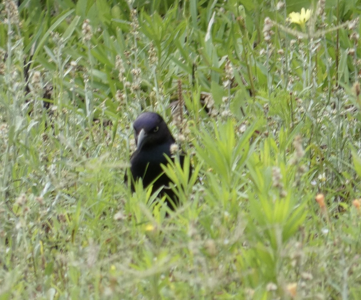 Common Grackle - Joanne "JoJo" Bradbury