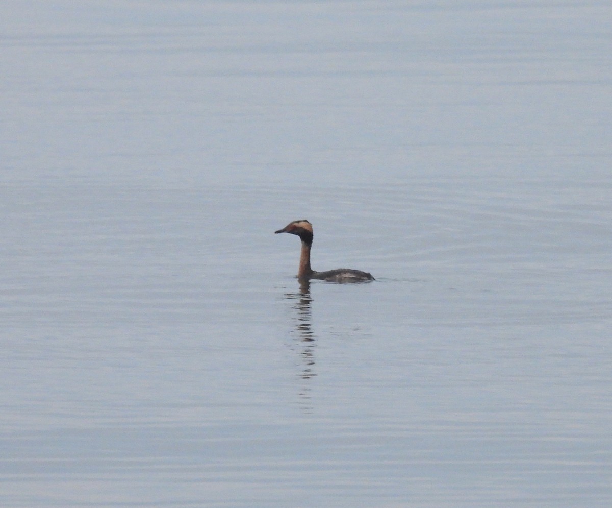 Horned Grebe - Jay Solanki