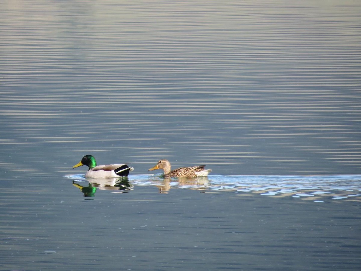 Canard colvert - ML618859451