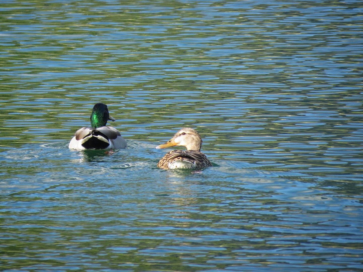 Canard colvert - ML618859452