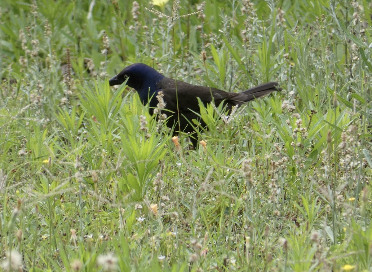 Common Grackle - Joanne "JoJo" Bradbury