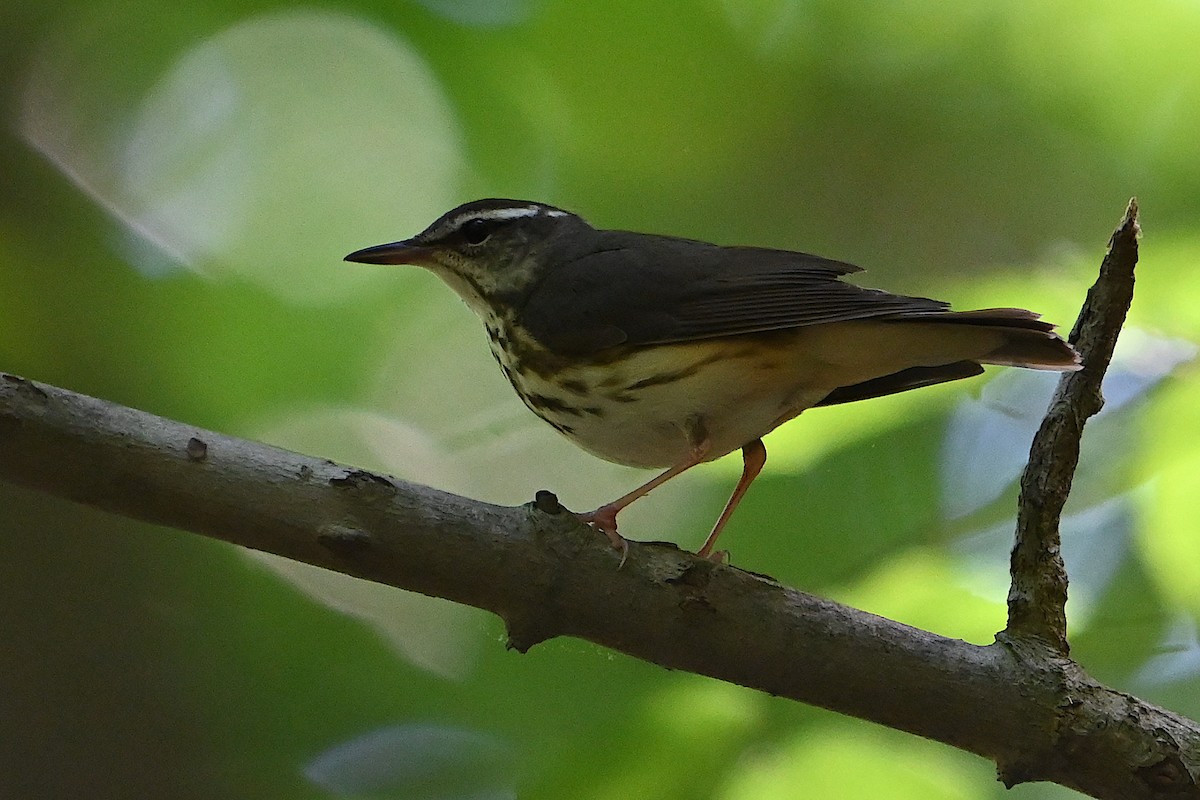 Louisiana Waterthrush - Chad Ludwig