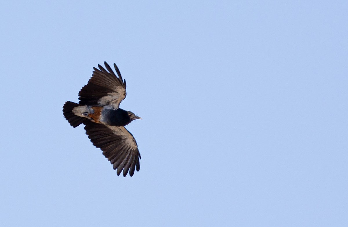 Swallow-winged Puffbird - Xavier Munoz Neblina Forest.