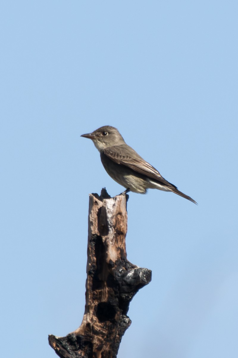 Greater Pewee - ML618859463