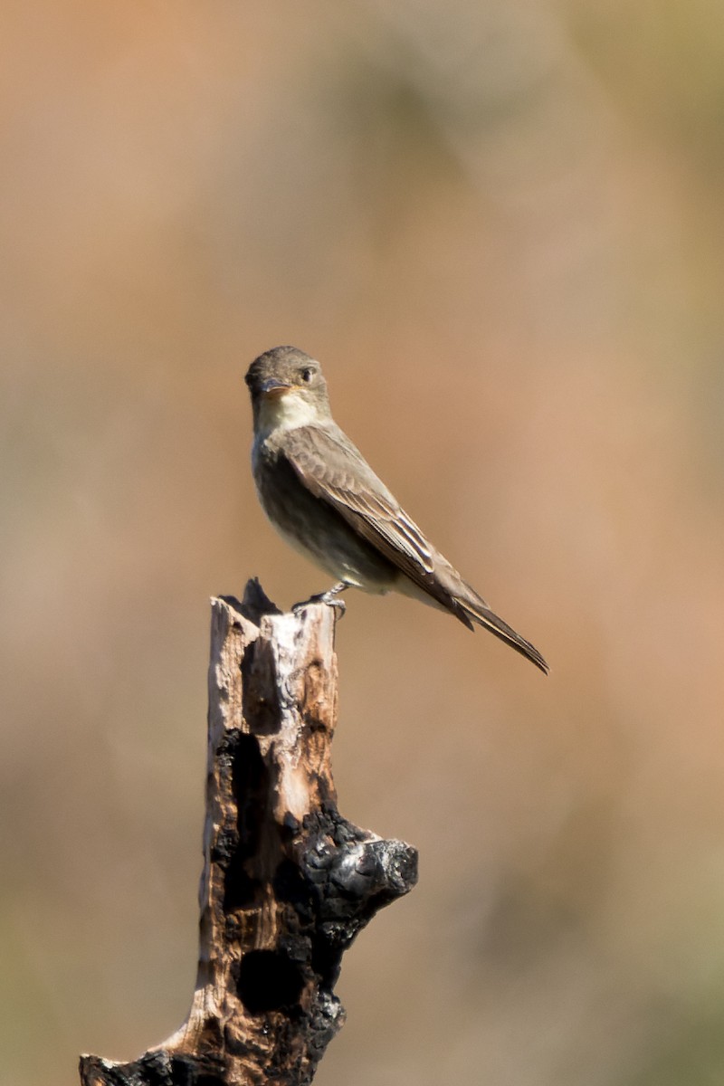 Greater Pewee - ML618859464