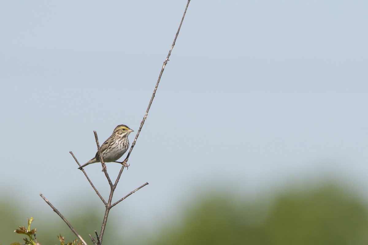 Savannah Sparrow - Kyle Nelson