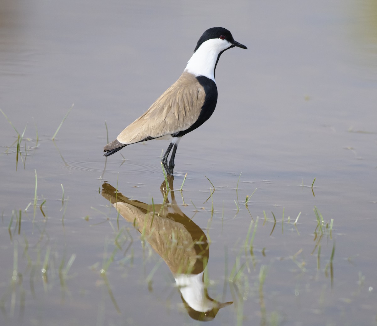 Spur-winged Lapwing - ML618859492
