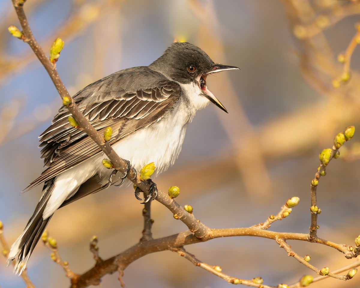 Eastern Kingbird - Mark Sawyer