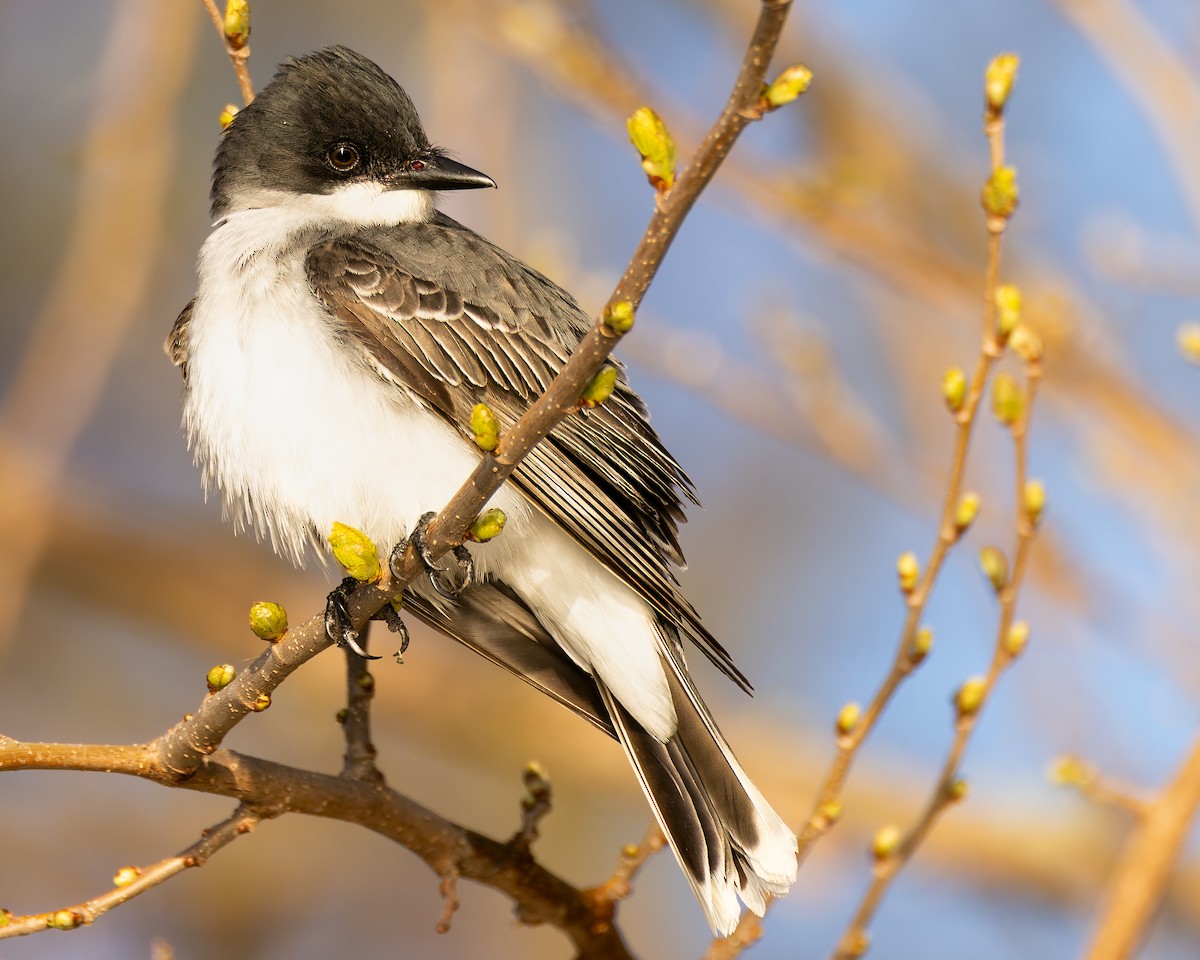 Eastern Kingbird - Mark Sawyer