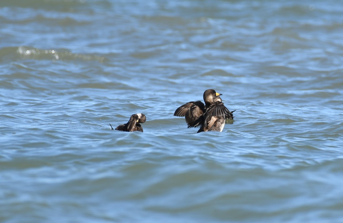 Black Scoter - ML618859514