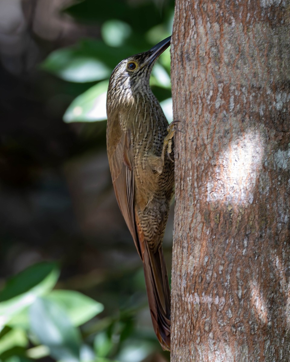 Planalto Woodcreeper - Katia Oliveira