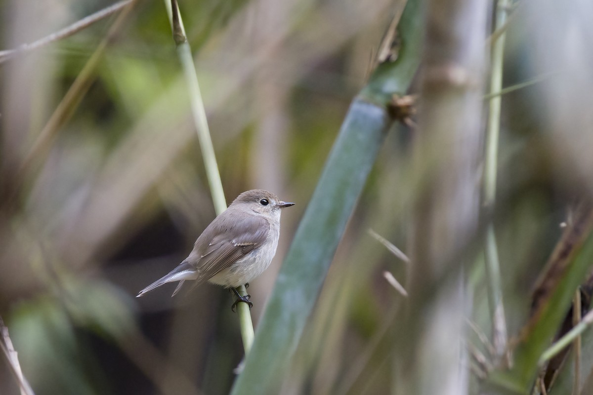 Taiga Flycatcher - u7 Liao