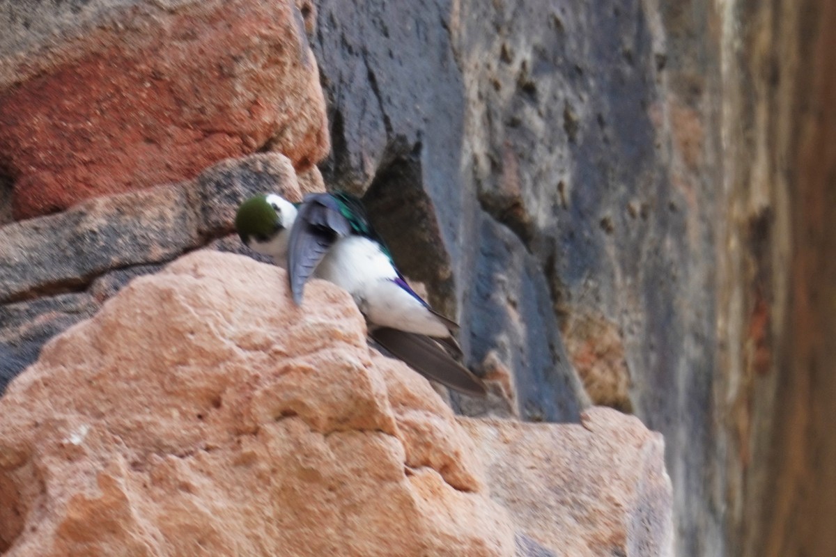 Violet-green Swallow - Kristy Dhaliwal