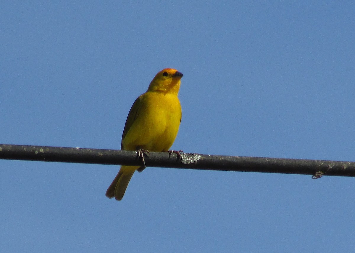 Saffron Finch - Eduardo Freitez Gassán