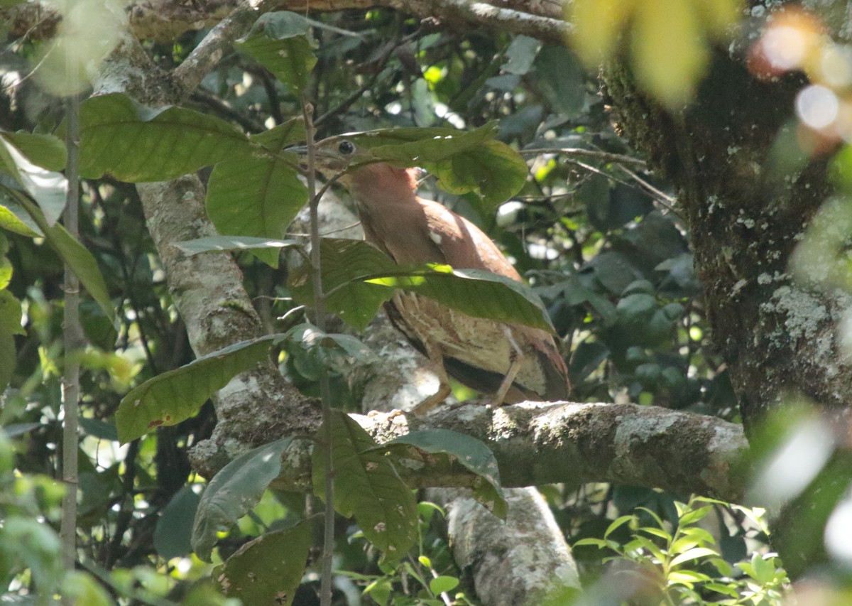 Malayan Night Heron - ML618859529