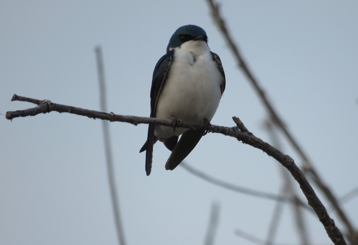 Tree Swallow - Sheila Hale