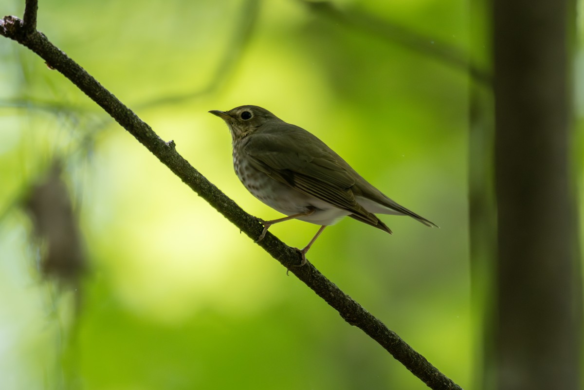 Swainson's Thrush - Billy Tran