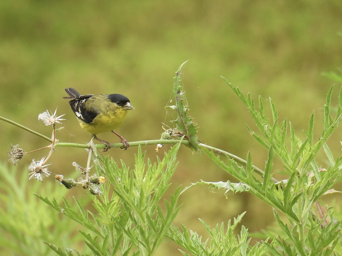 Lesser Goldfinch - Kathy Spencer