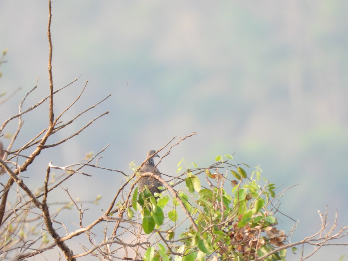 Spotted Dove - ML618859543