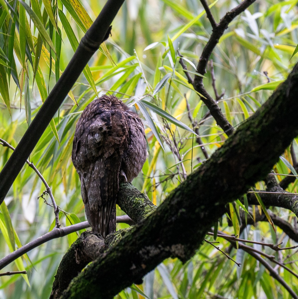 Common Potoo - Carlos Navia