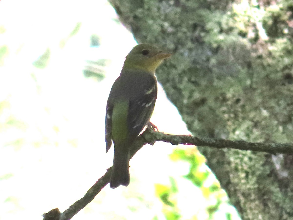 Western Tanager - ML618859559