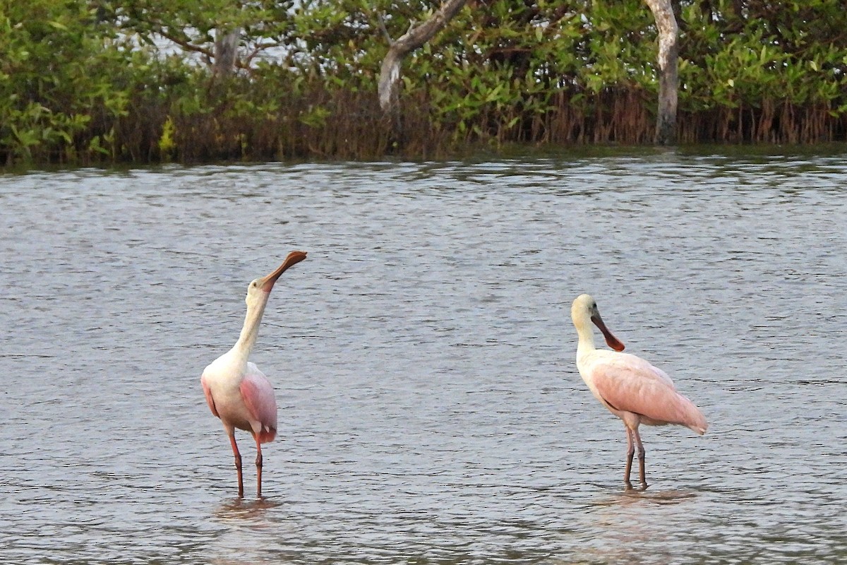 Roseate Spoonbill - Glenda Tromp