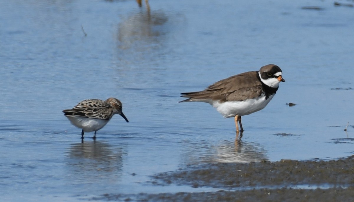 Semipalmated Plover - ML618859595