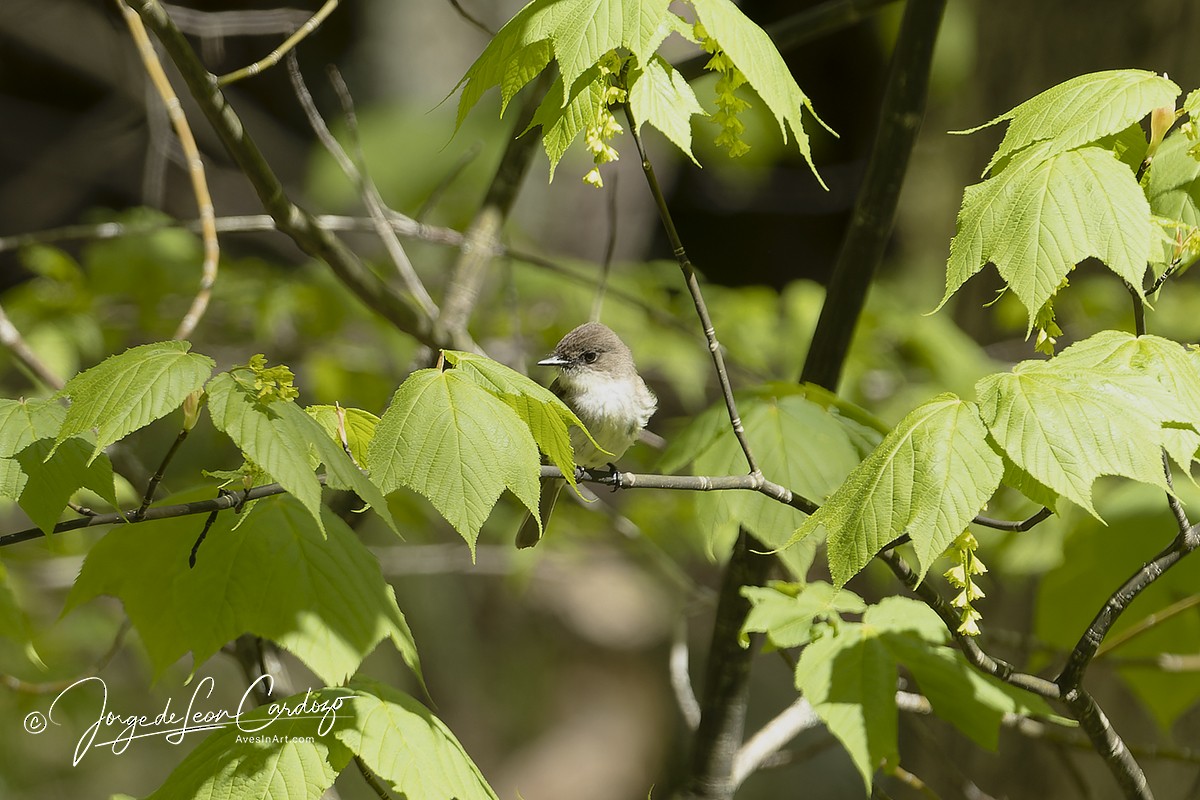 Eastern Phoebe - Jorge de Leon Cardozo