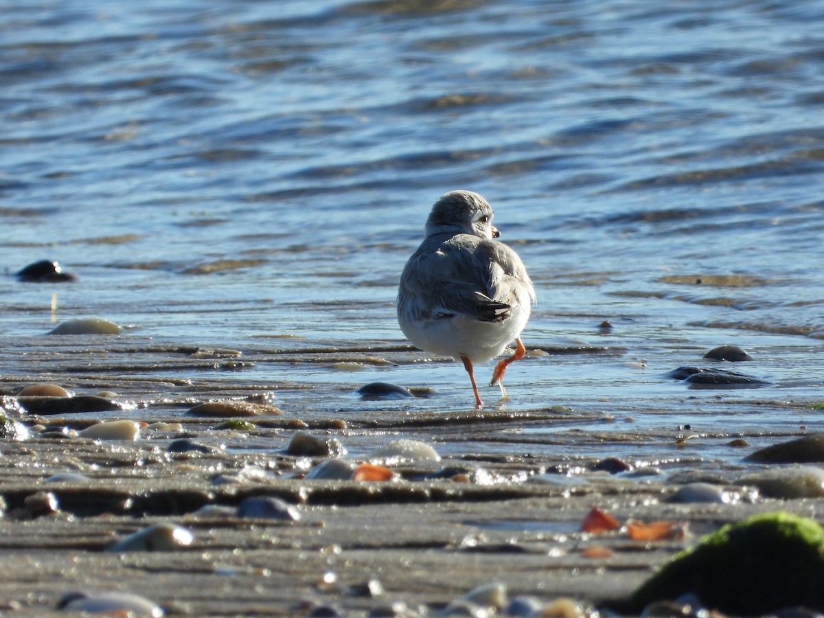 Piping Plover - ML618859602
