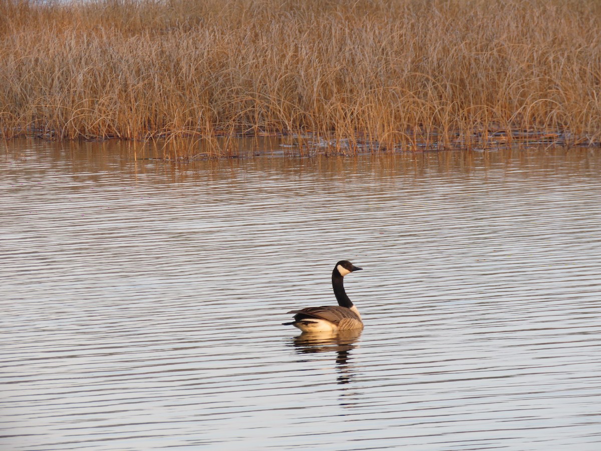 Canada Goose - Sheila Hale