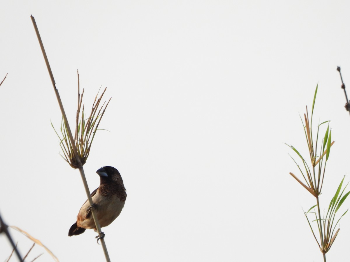 White-rumped Munia - ML618859611