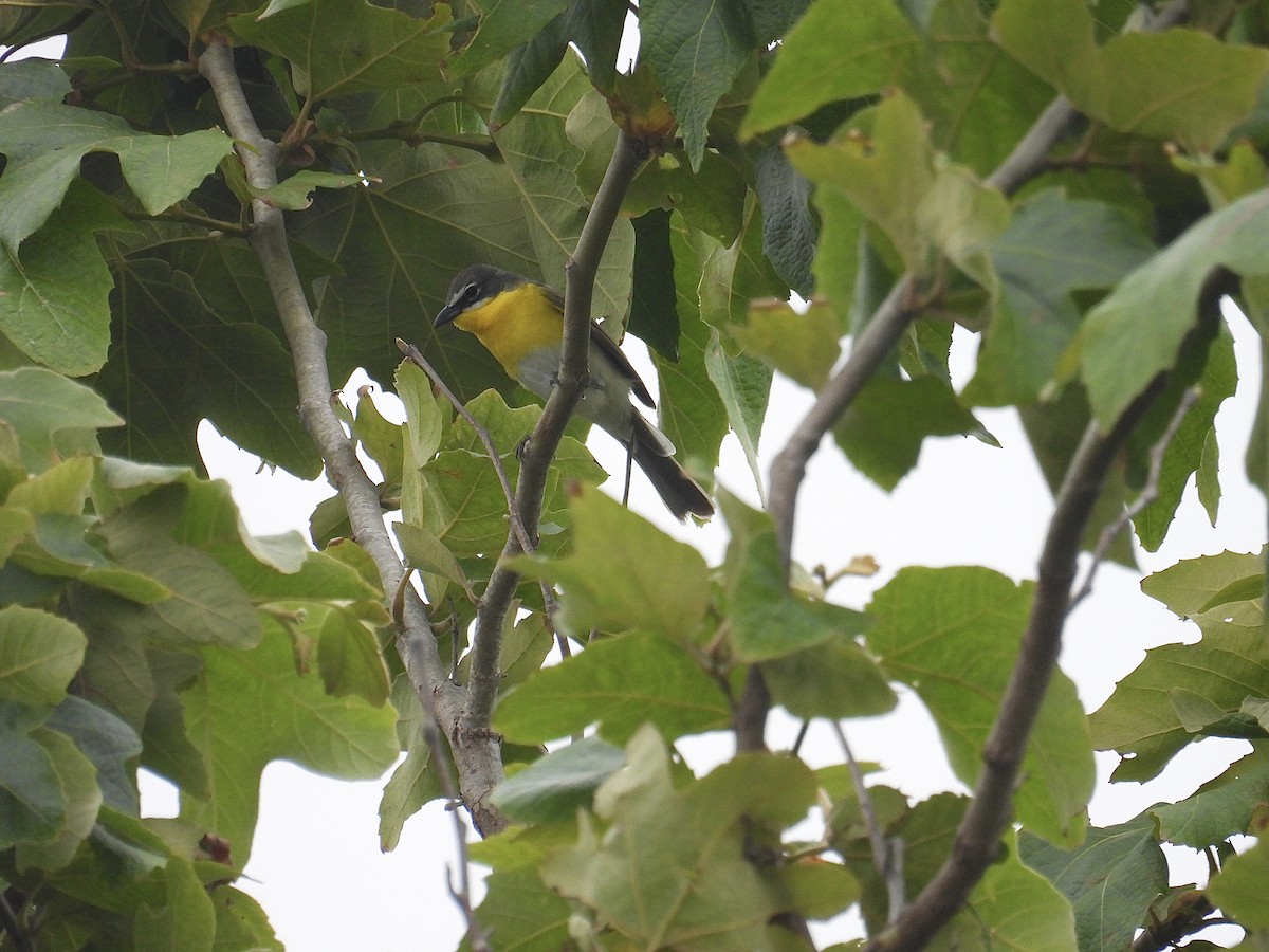 Yellow-breasted Chat - Kathy Spencer