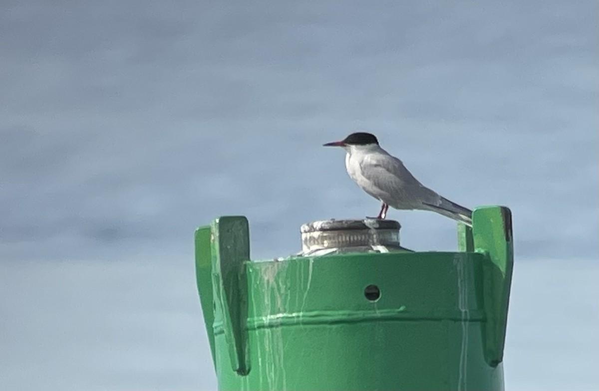 Common Tern - Paul Berthold