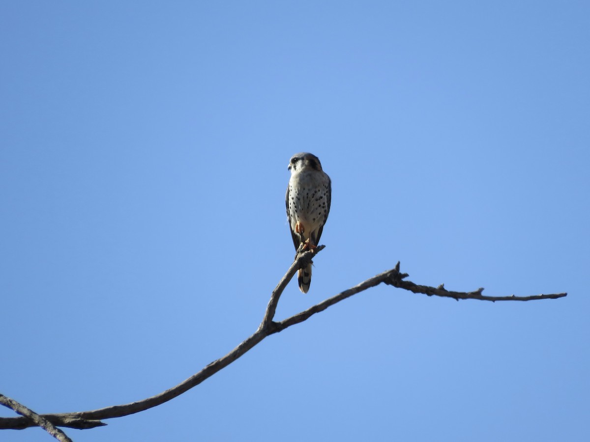 American Kestrel - ML618859639