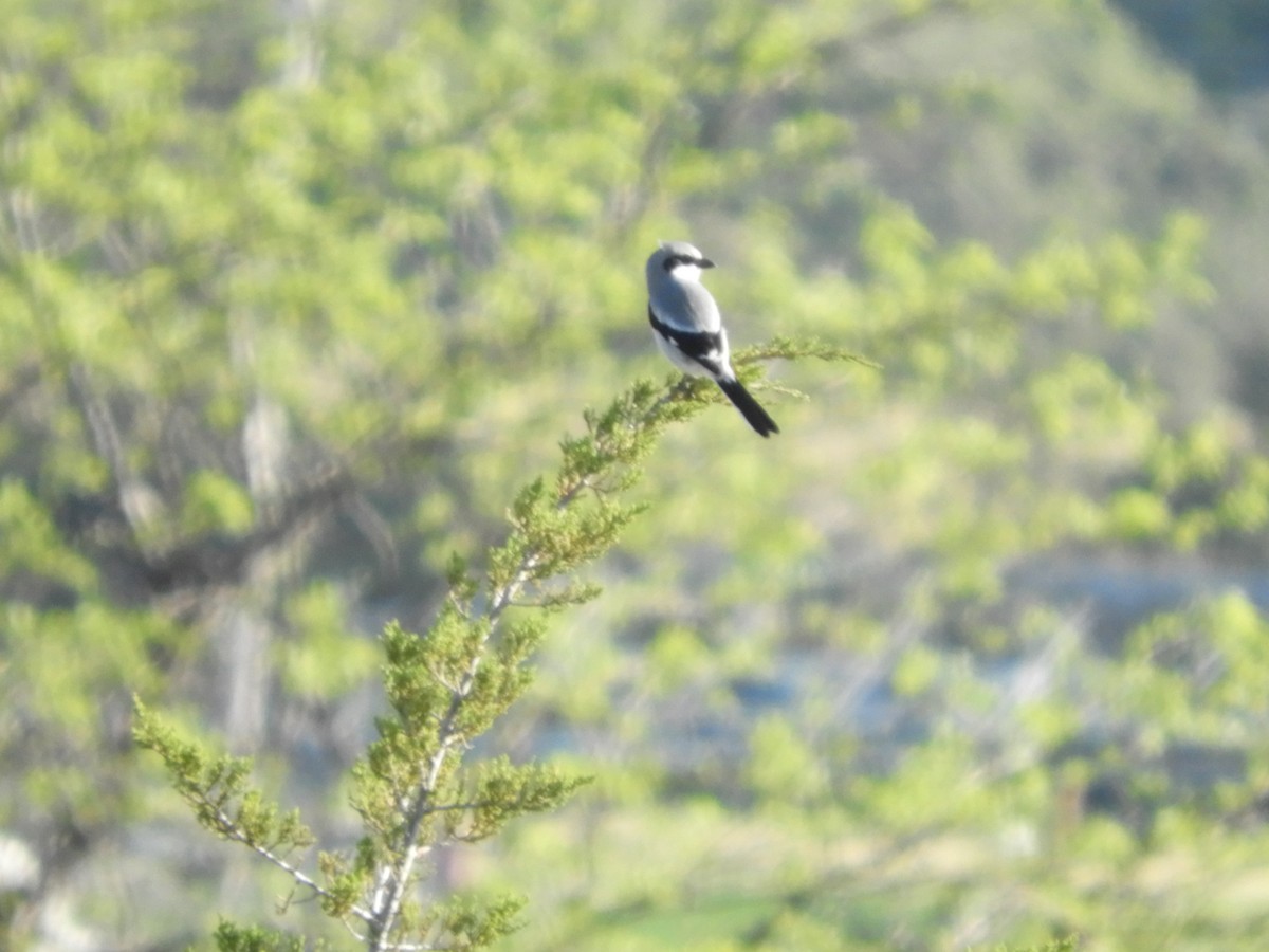 Loggerhead Shrike - Marion Miller