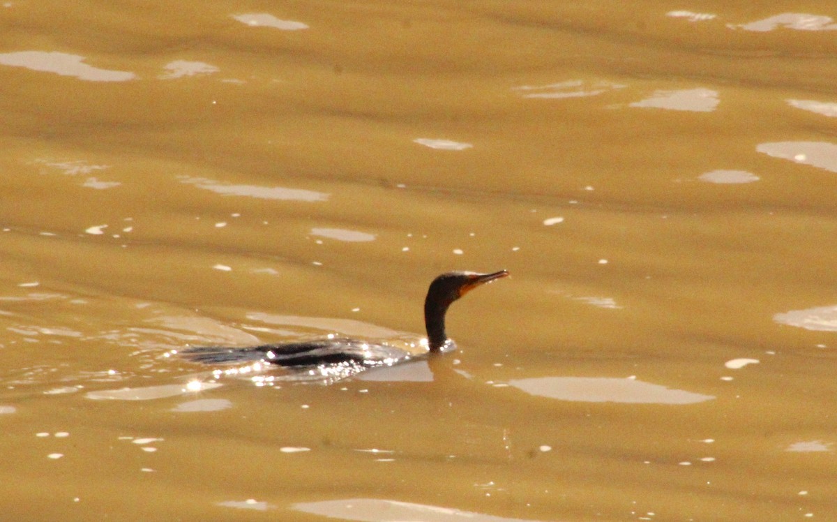 Double-crested Cormorant - Carole Swann