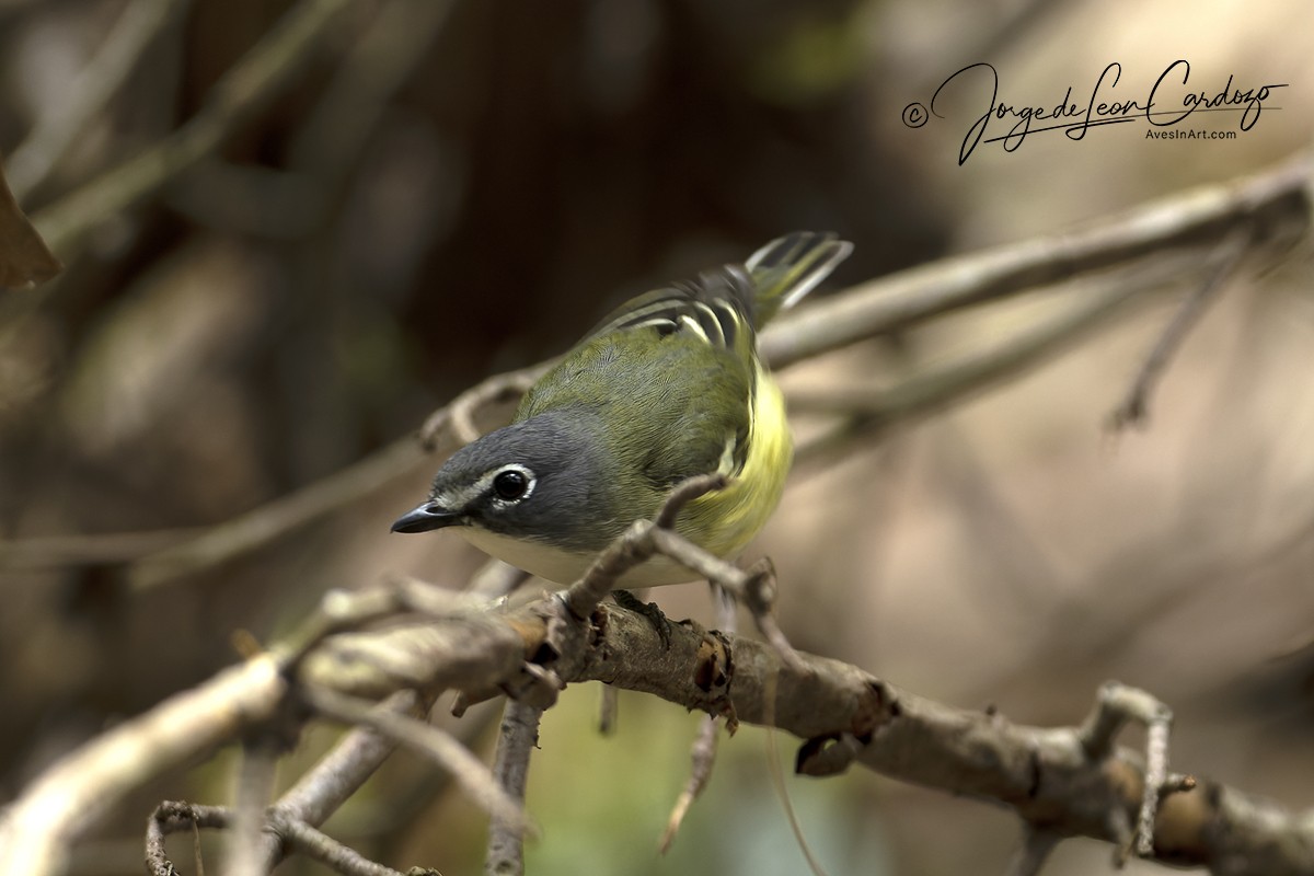 Blue-headed Vireo - Jorge de Leon Cardozo