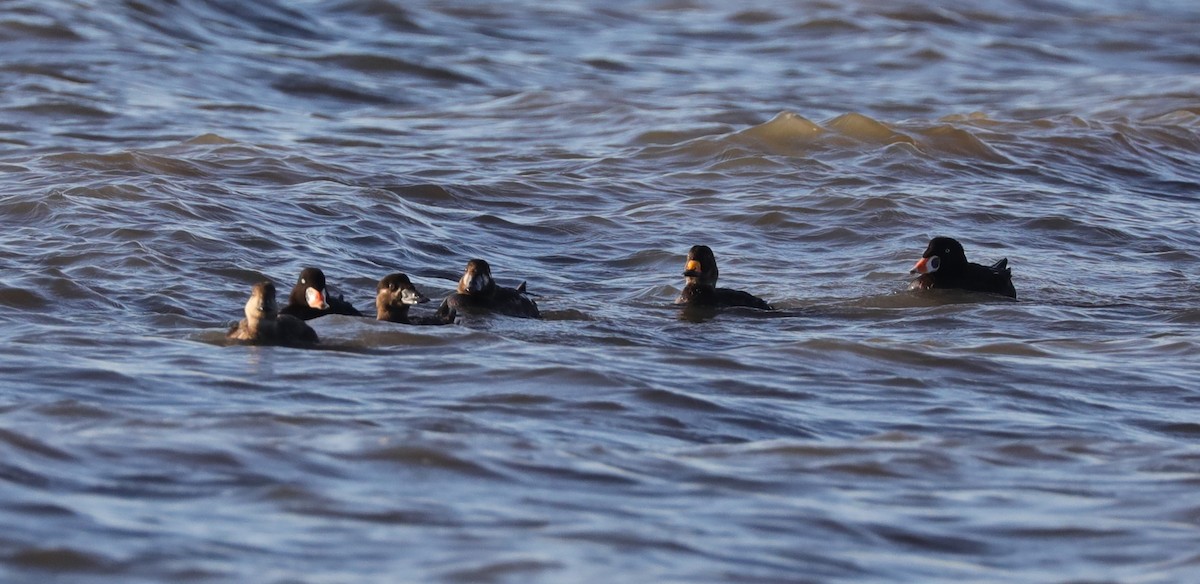 Surf Scoter - ML618859658