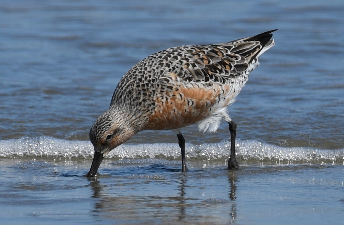 Red Knot - ML618859659