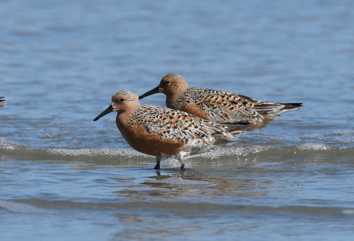 Red Knot - ML618859660