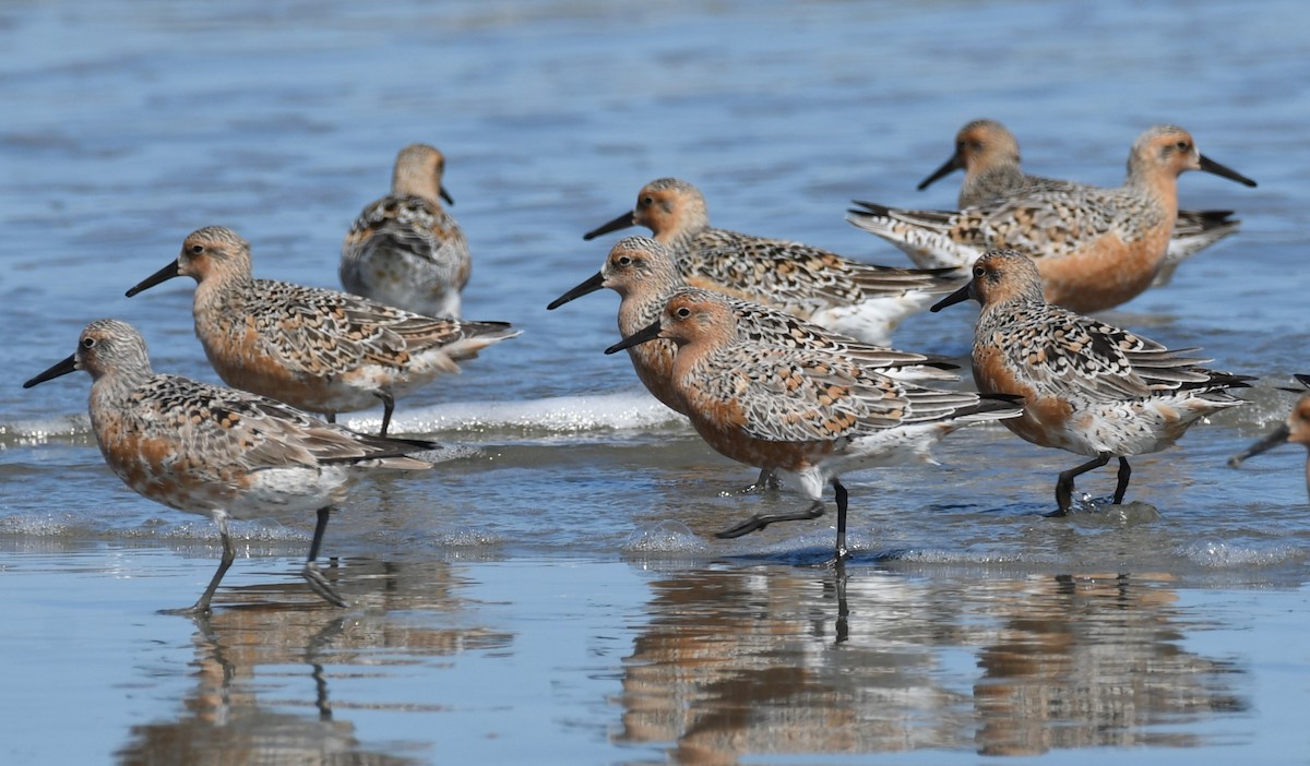 Red Knot - ML618859662