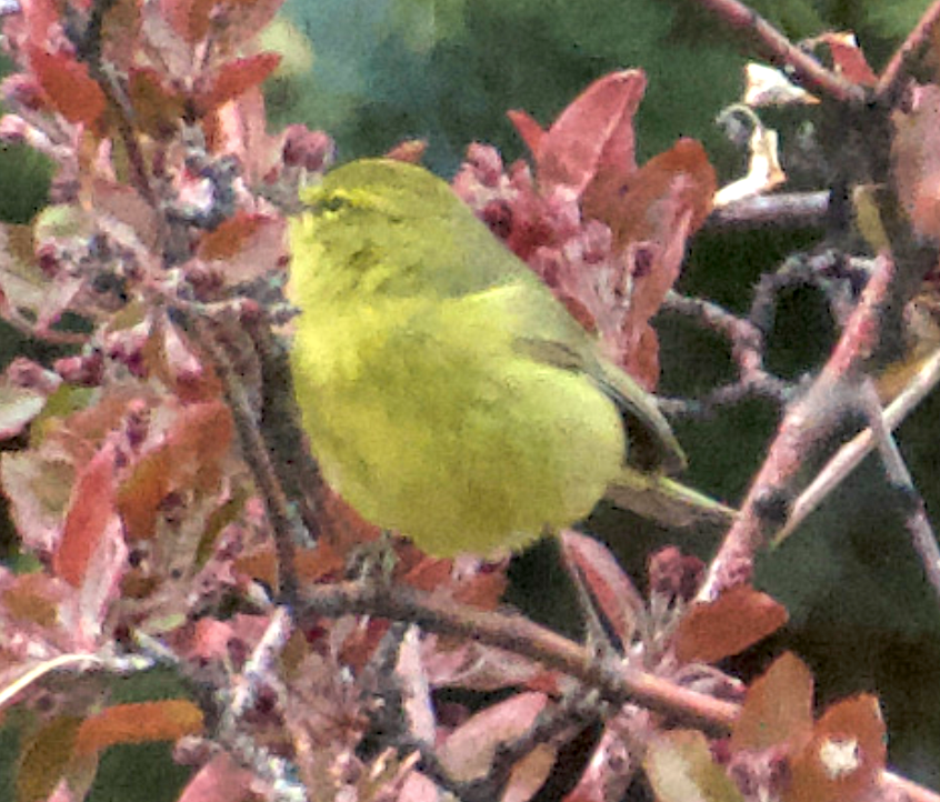 Orange-crowned Warbler - Matt Blaze